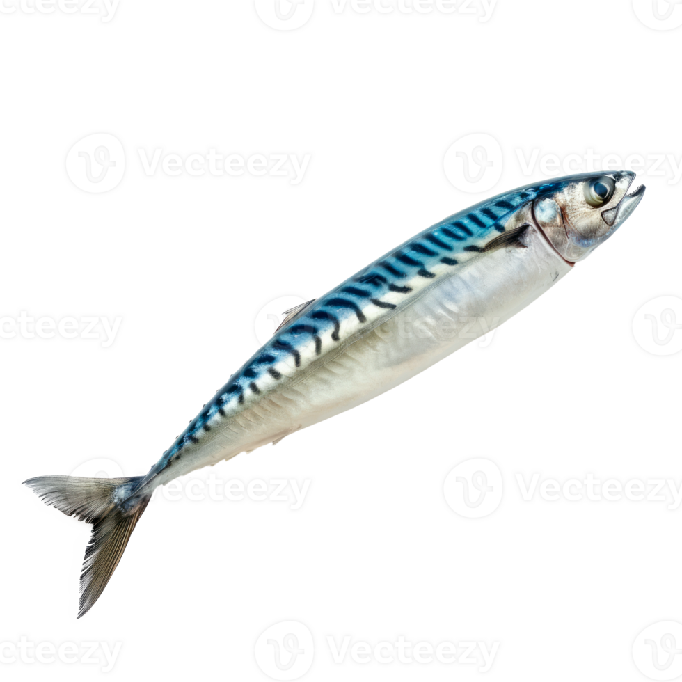 Fresh sardine fish isolated on transparent background perfect for culinary use png