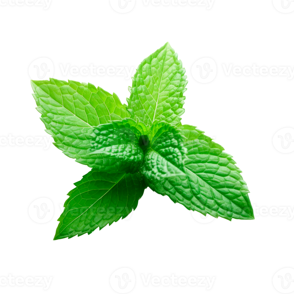 Fresh green mint leaf isolated on a transparent background png