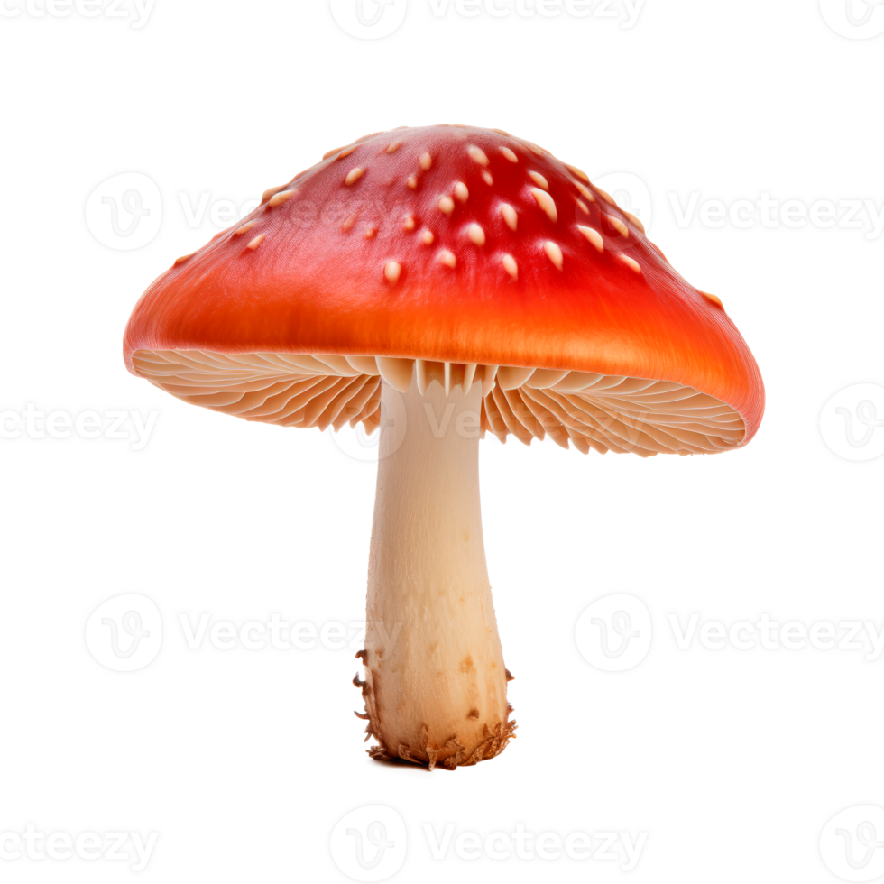 Red and white mushroom isolated on a transparent background png