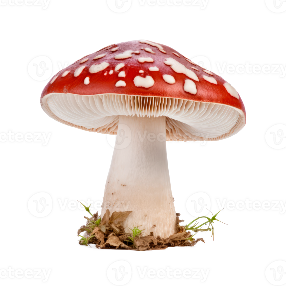 Red amanita mushroom with white spots and gills on a transparent background png