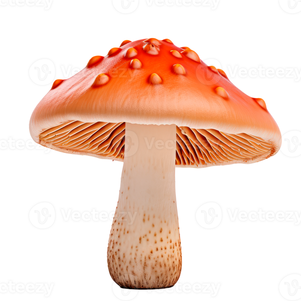 A realistic illustration of a vibrant orange mushroom on a transparent background. png