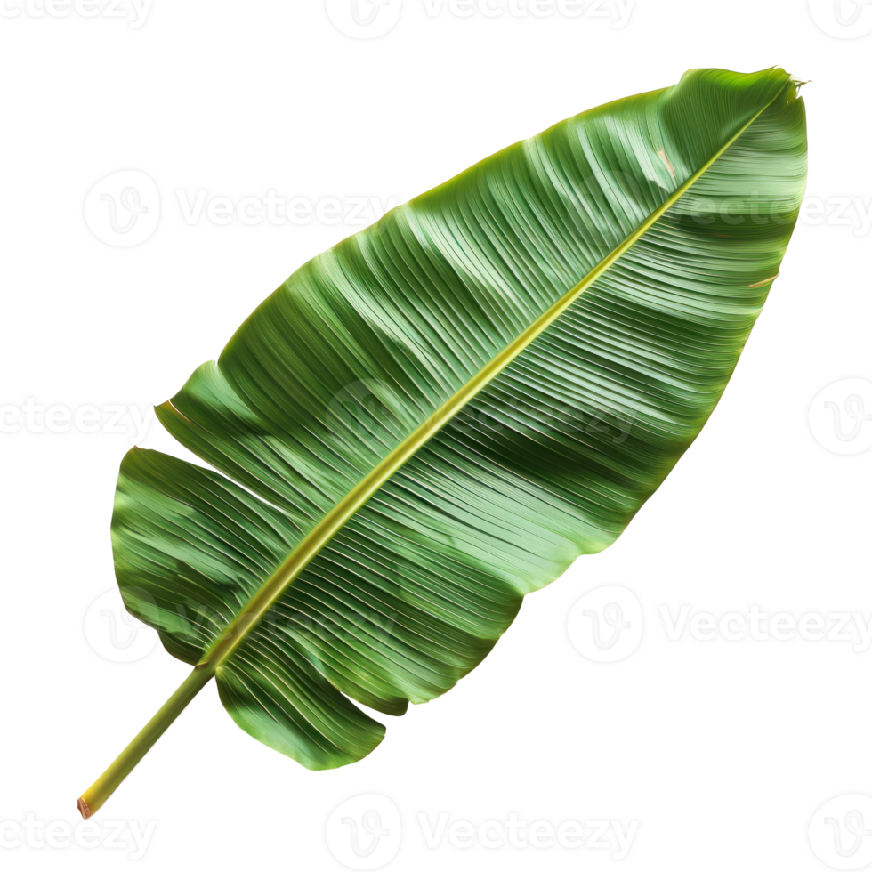 A vibrant green tropical banana leaf isolated on a transparent background png