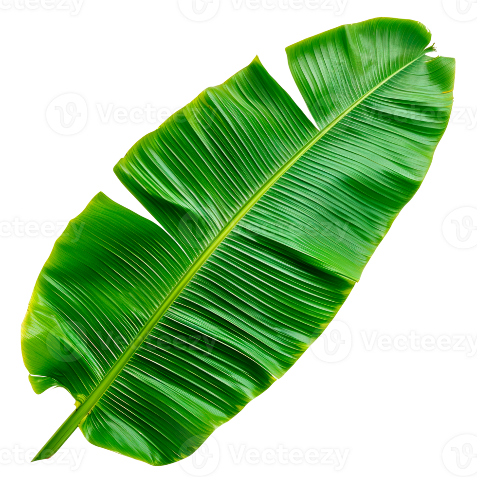 A vibrant green tropical leaf isolated on a transparent background png
