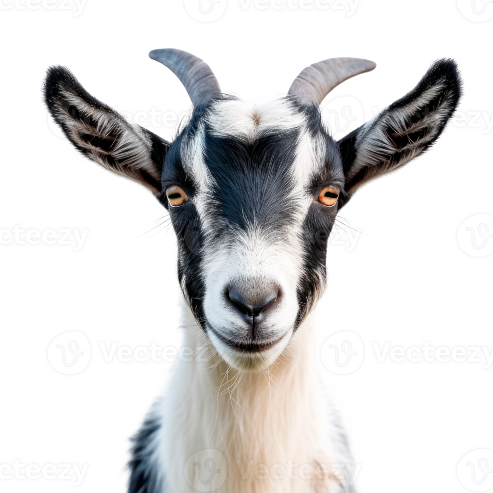 Close-up portrait of a goat with black and white fur on a transparent background. png