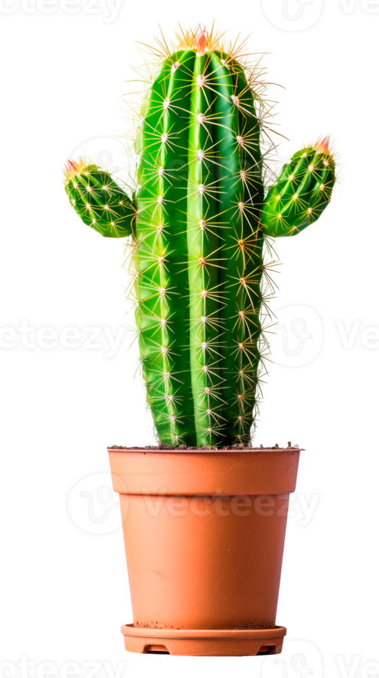 A vibrant green cactus in a terracotta pot isolated on a transparent background. png