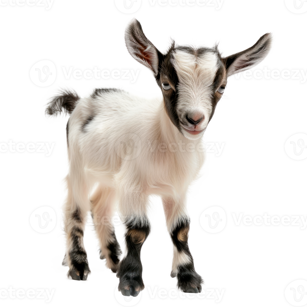 Cute young goat standing isolated on a transparent background. png