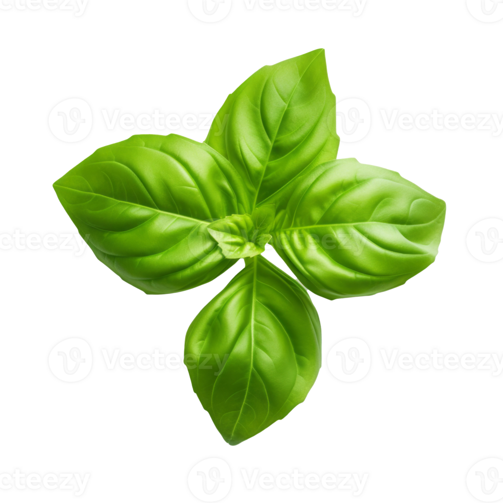 Fresh green basil leaves isolated on a transparent background png