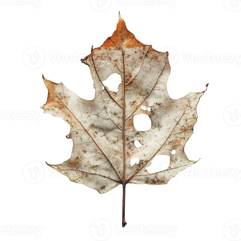 Weathered Leaf with Holes, Eroded Surfaces, and Faded Colors Isolated on Transparent Background png