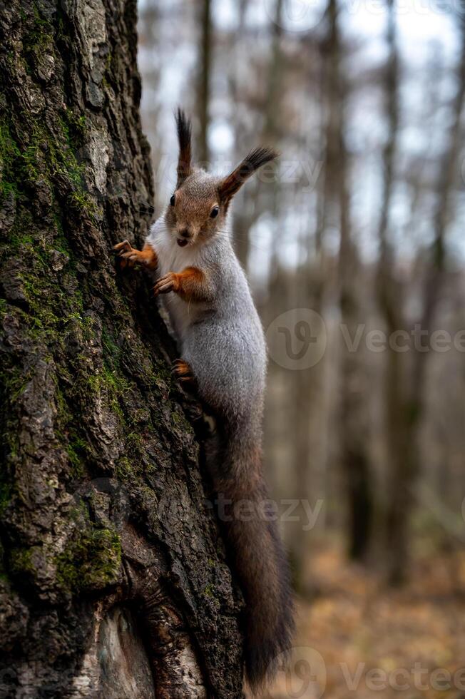 gray squirrel sitting on a tree trunk, close-up photo