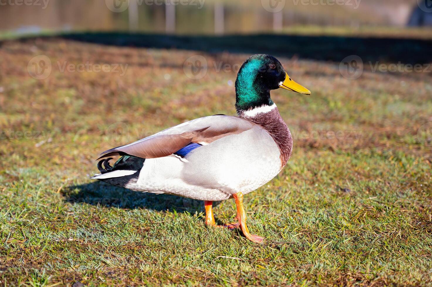handsome male duck on green grass photo