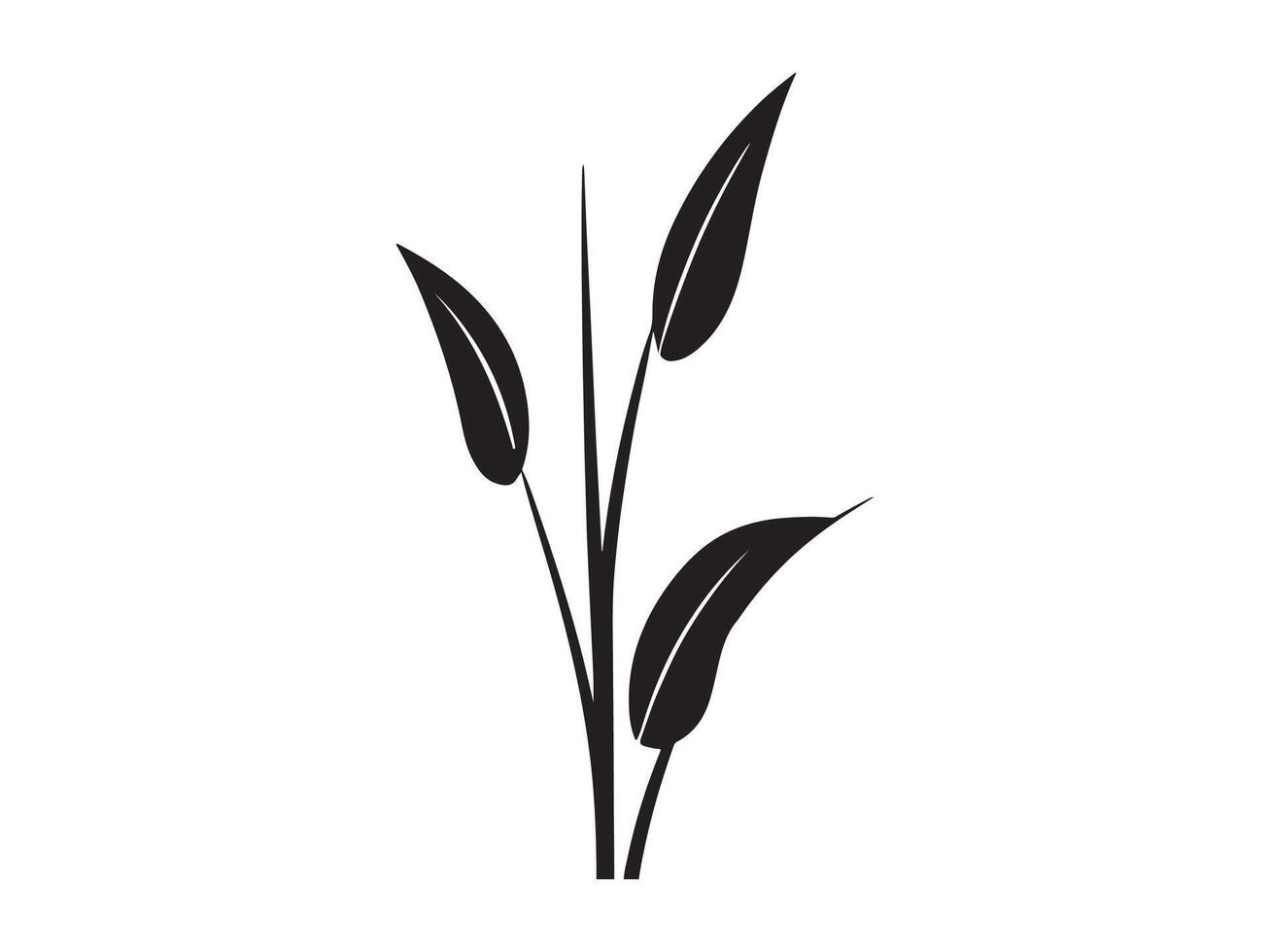 Paddy plants silhouette design with white background vector
