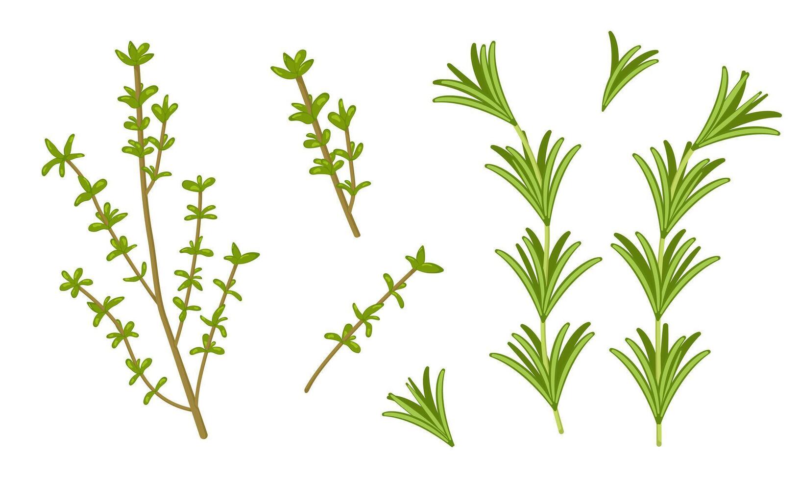 set of thyme and rosemary on white background. Ecological product. Fresh greenery image. vector