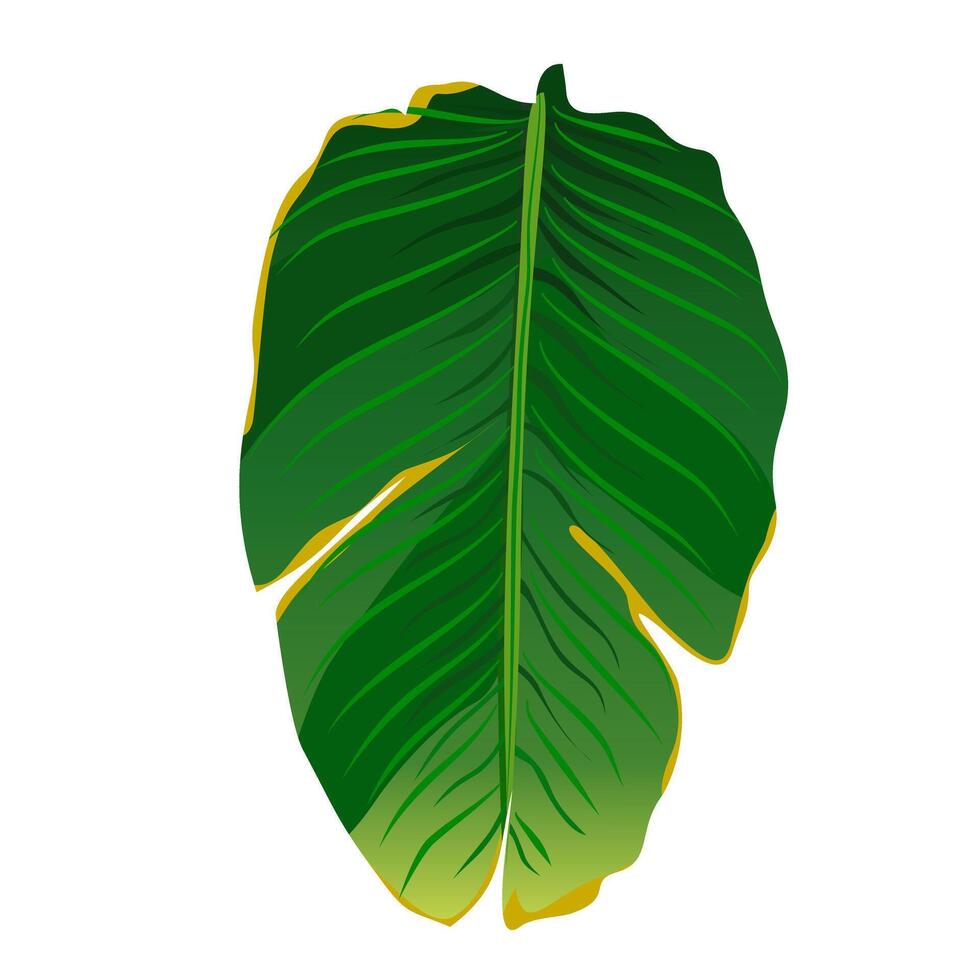 Green leaf isolated illustration element. illustration of tropical flower called crane flower, bird of paradise or strelitzia nicolai vector
