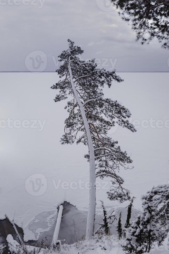 a snow-covered pine tree stands leaning over the lake shore photo