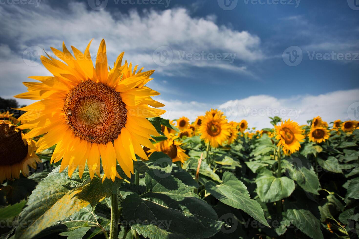 field with sunflowers photo