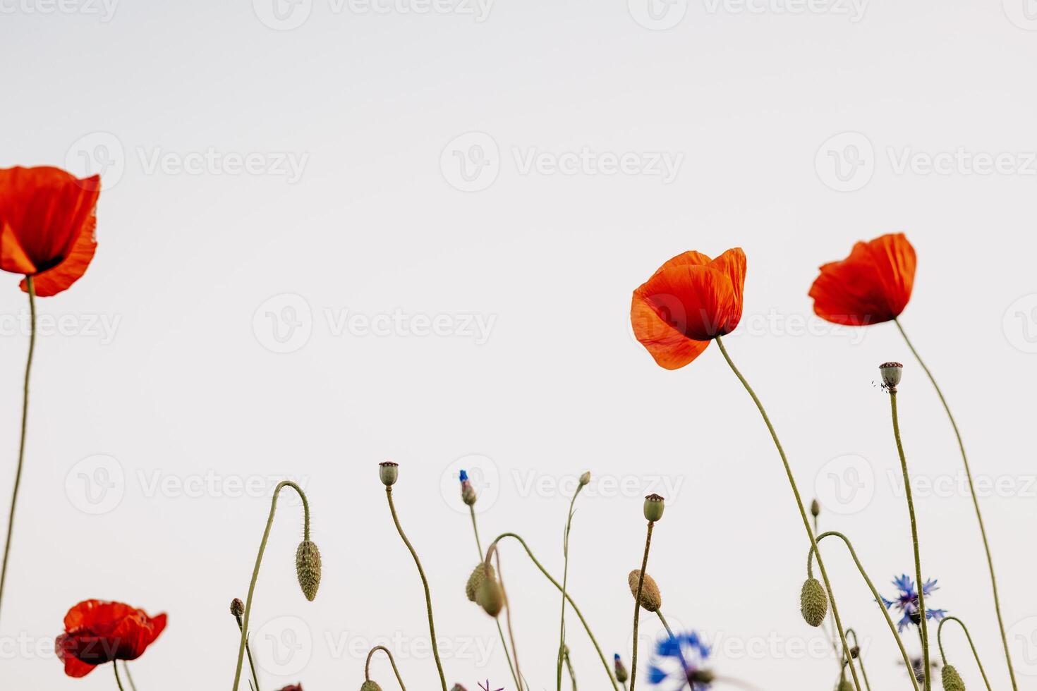 blooming poppies on a light background photo