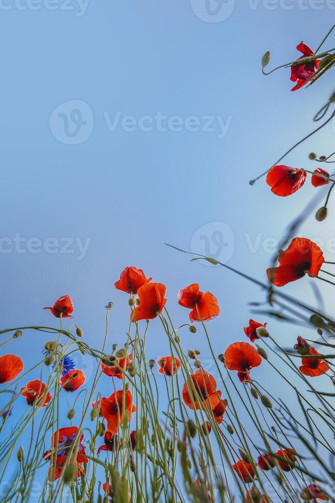 poppy blossom, bottom view photo
