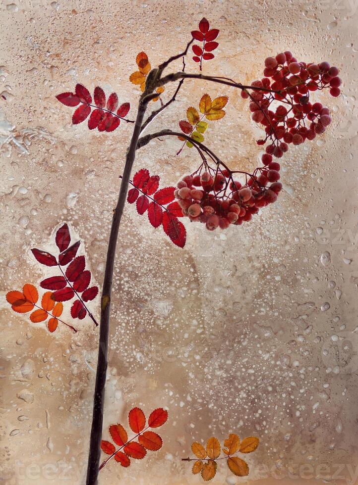 a rowan branch covered with frost outside the window photo
