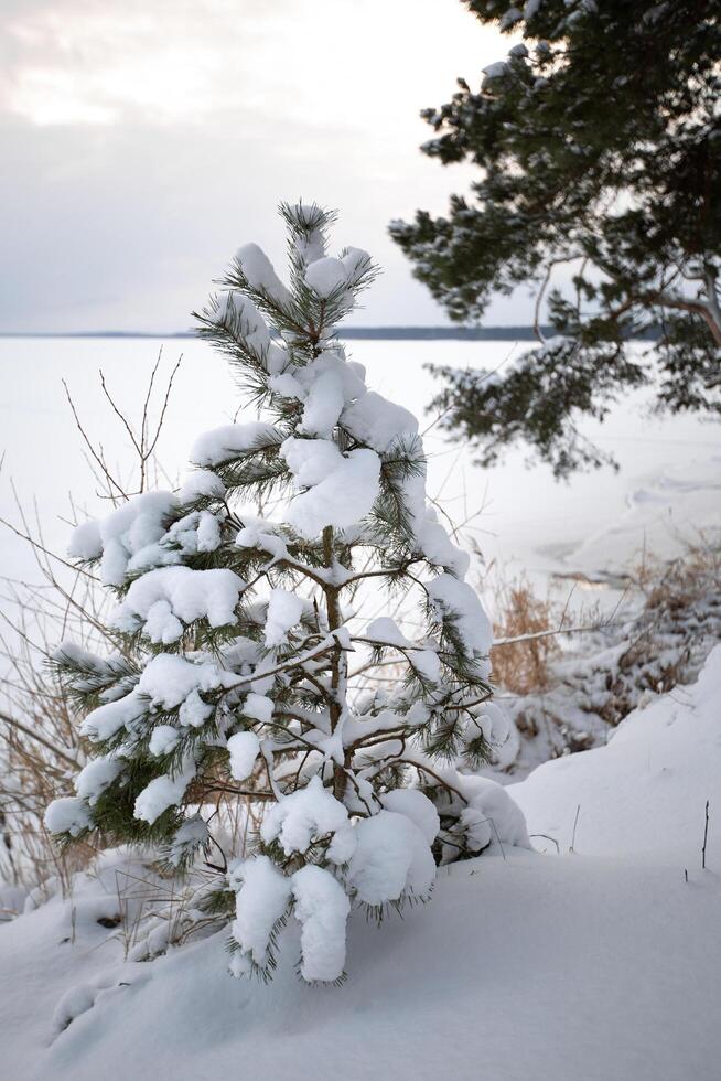 a small pine tree stands under the snow photo