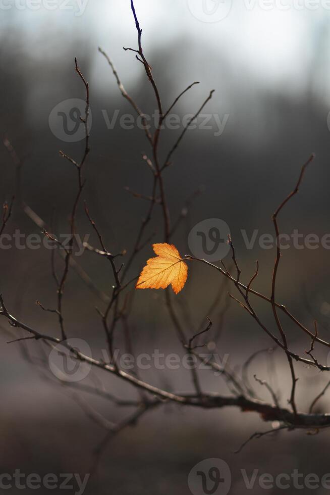 lonely autumn leaf hanging on a branch photo