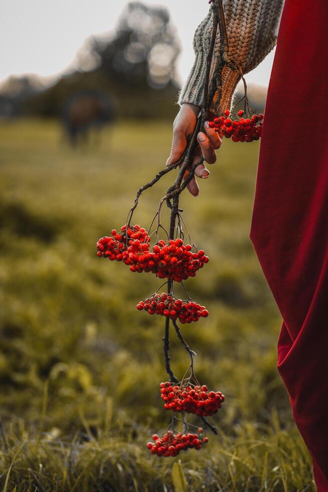 female hand holding a rowan branch photo