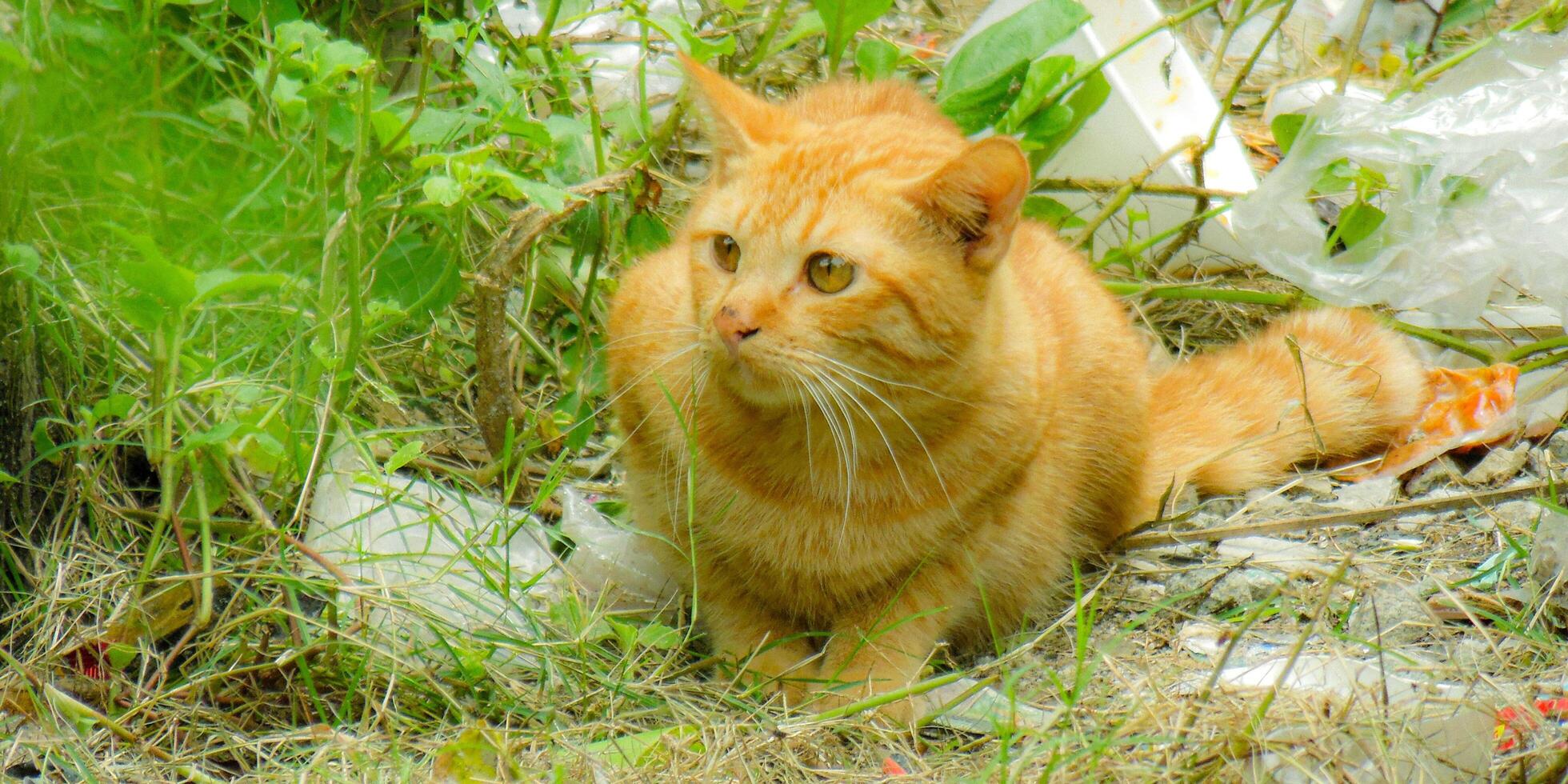 A cat sitting in the grass photo