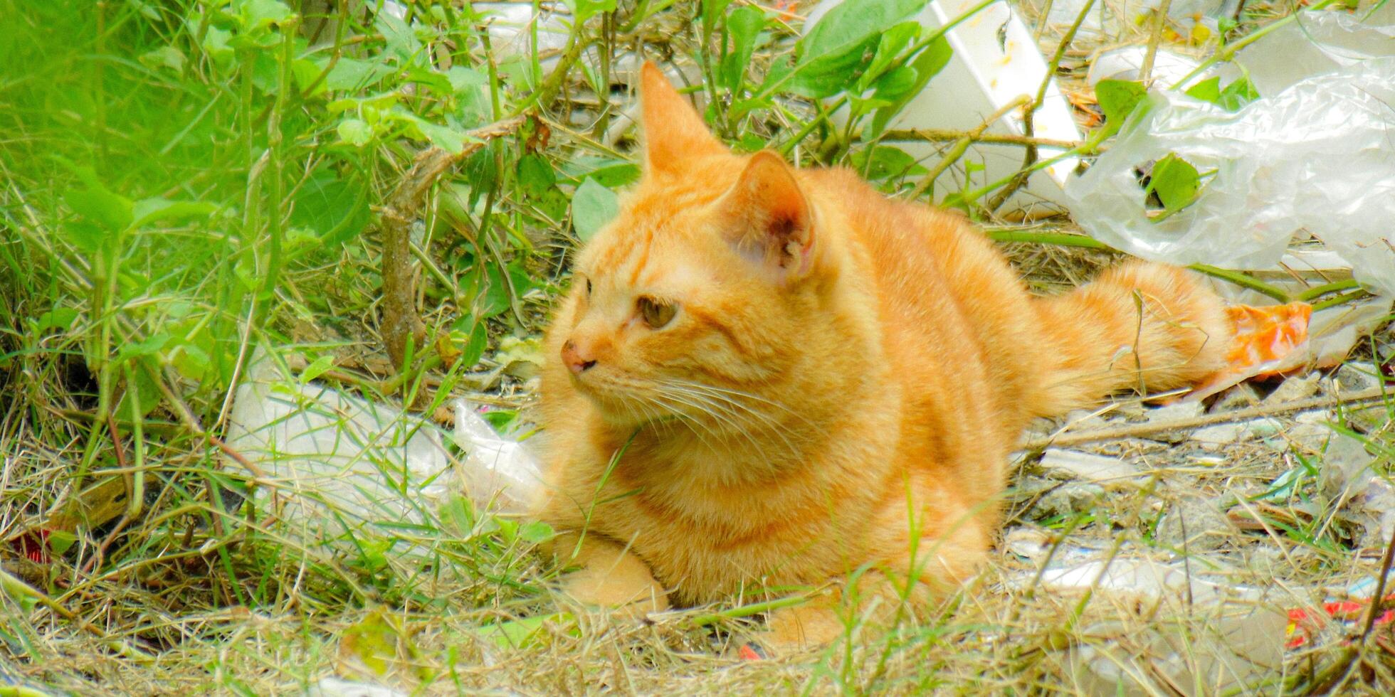 A cat laying in the grass photo