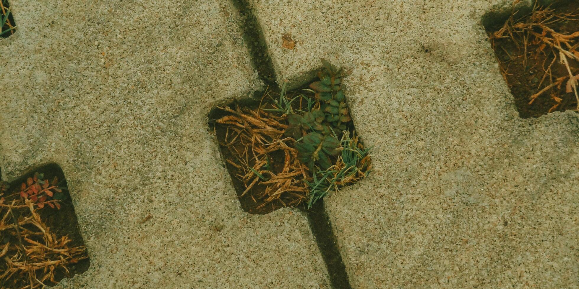 A group of four squares with plants growing out of them photo