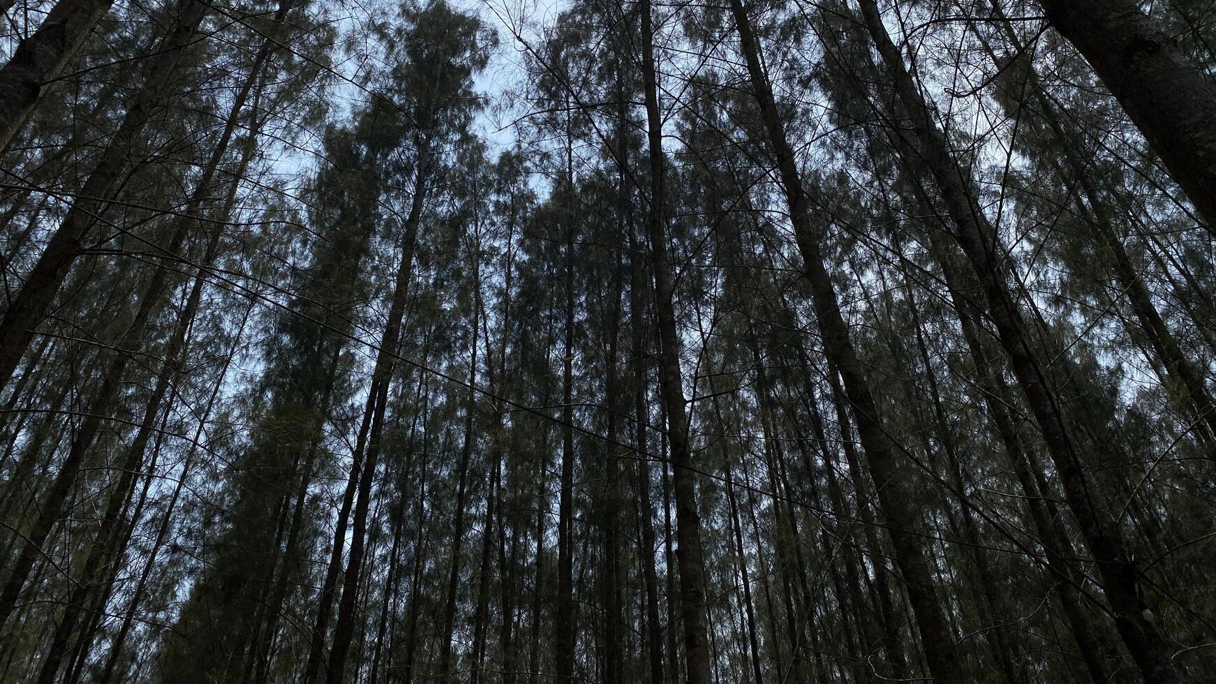 A forest with tall trees and sky in the background photo