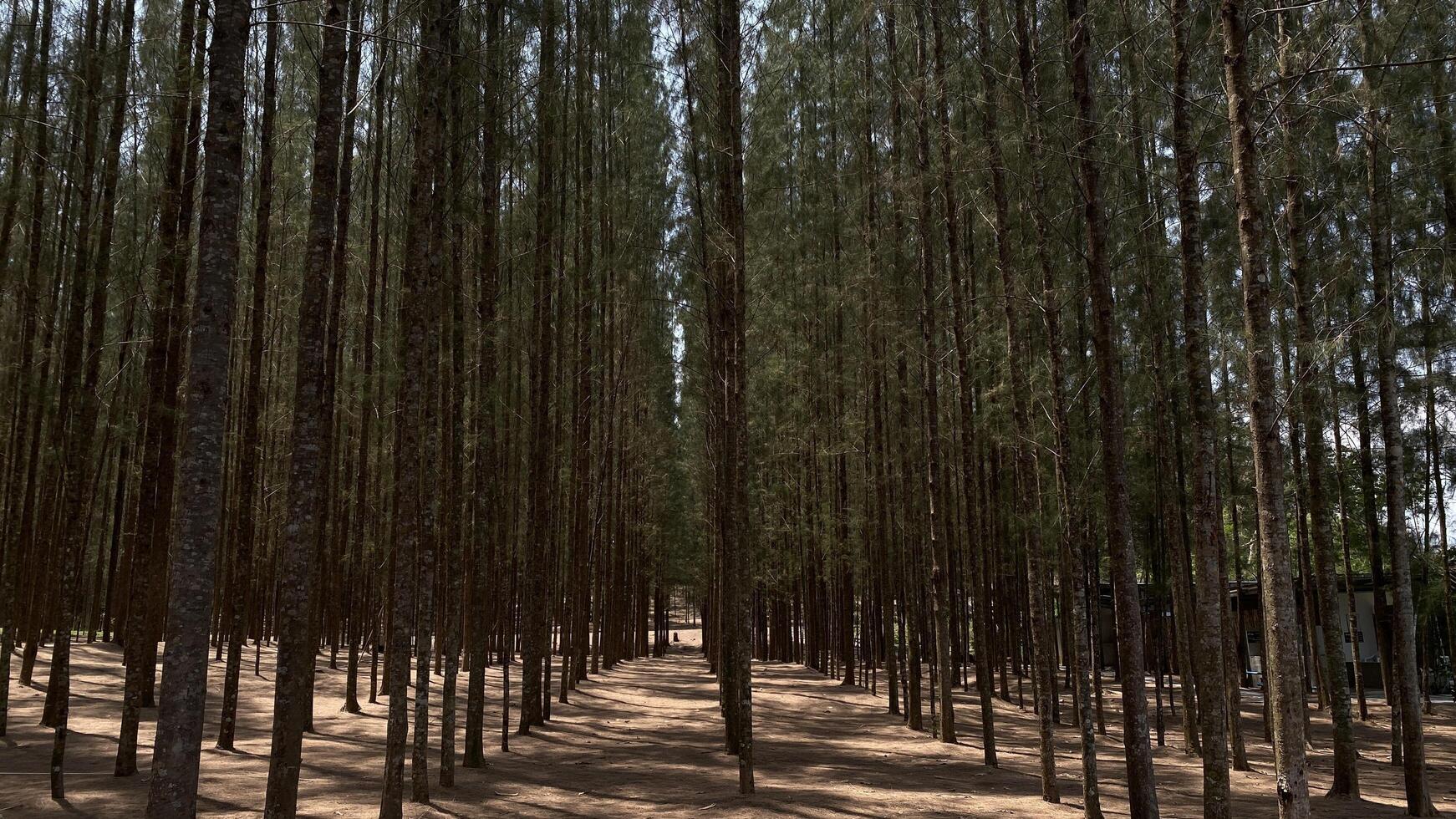 A forest of tall trees in the middle of a dirt road photo