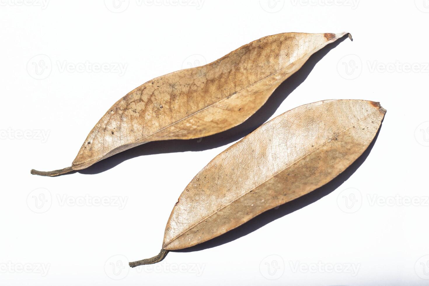 dry leaves or dead leaves isolated on white background photo