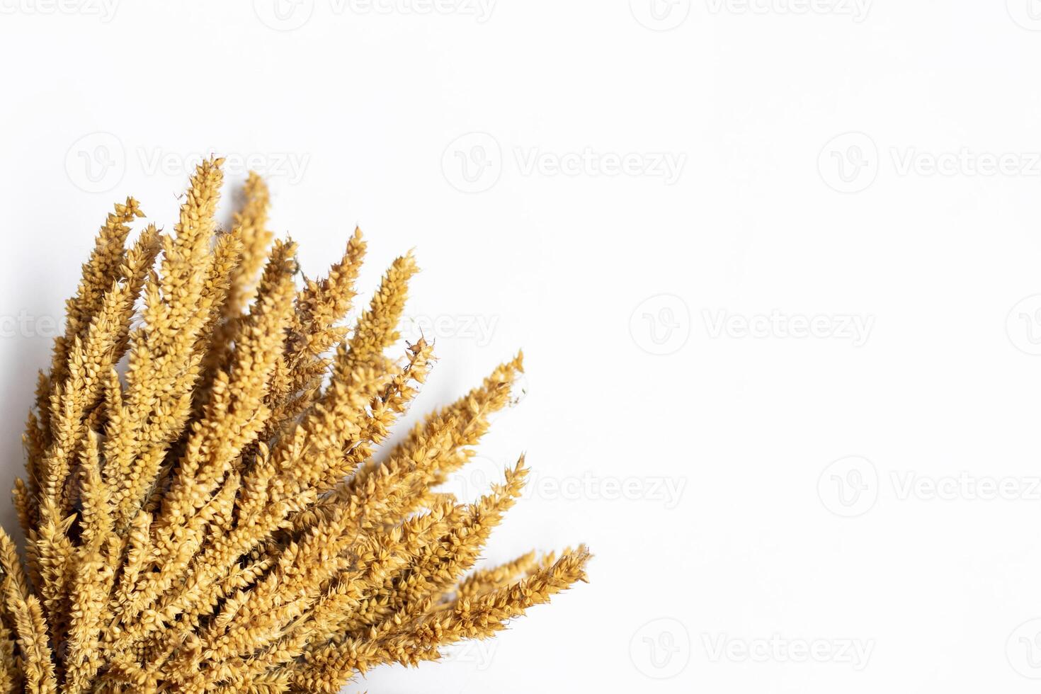 dry plant dry stalk white background photo