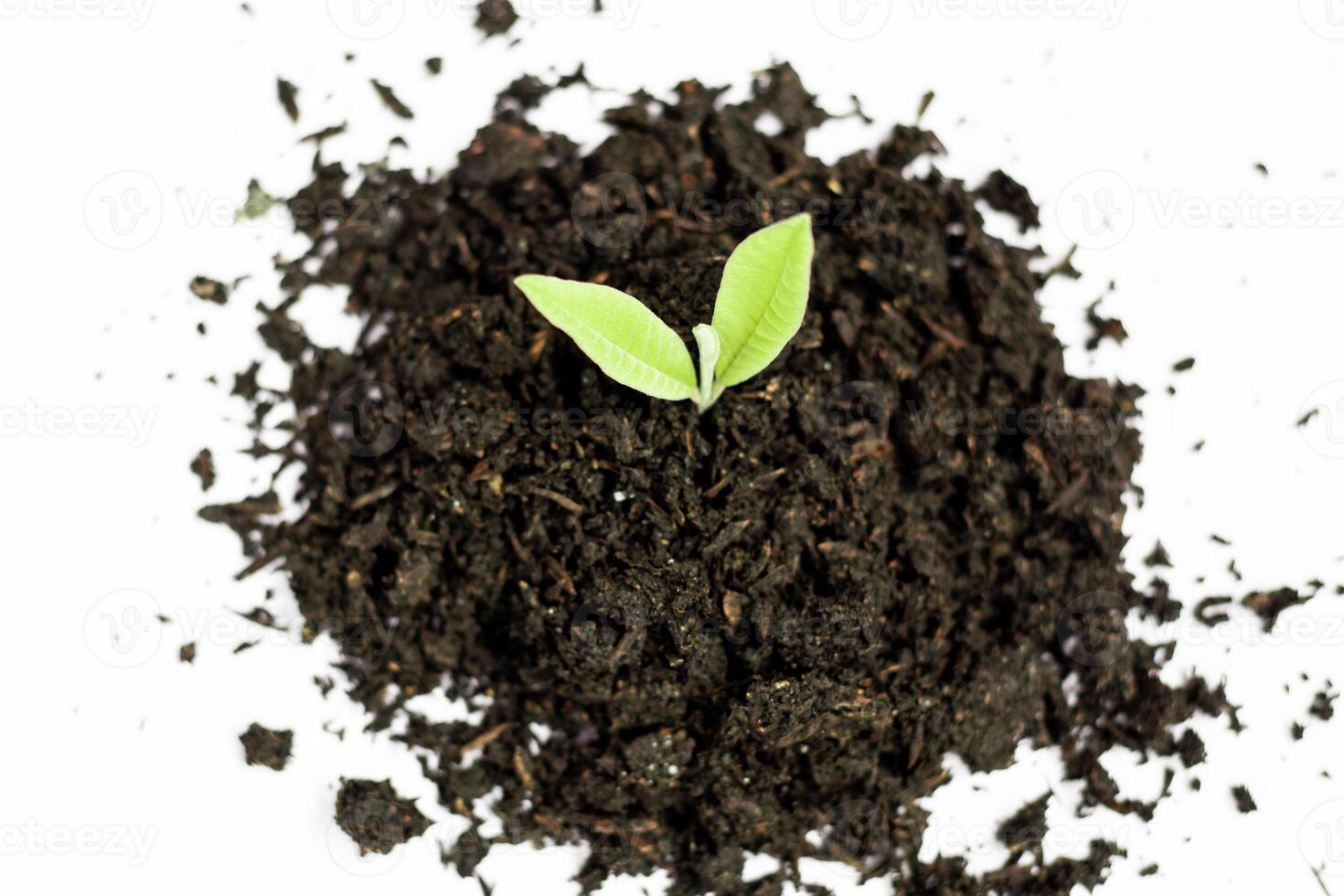 Young plants growing in piles of black soil. Cut photo