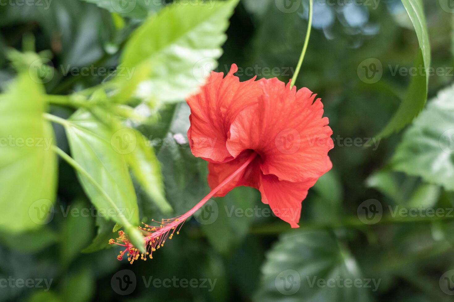 Beautiful Red Hibiscus Flowers and blurred background photo