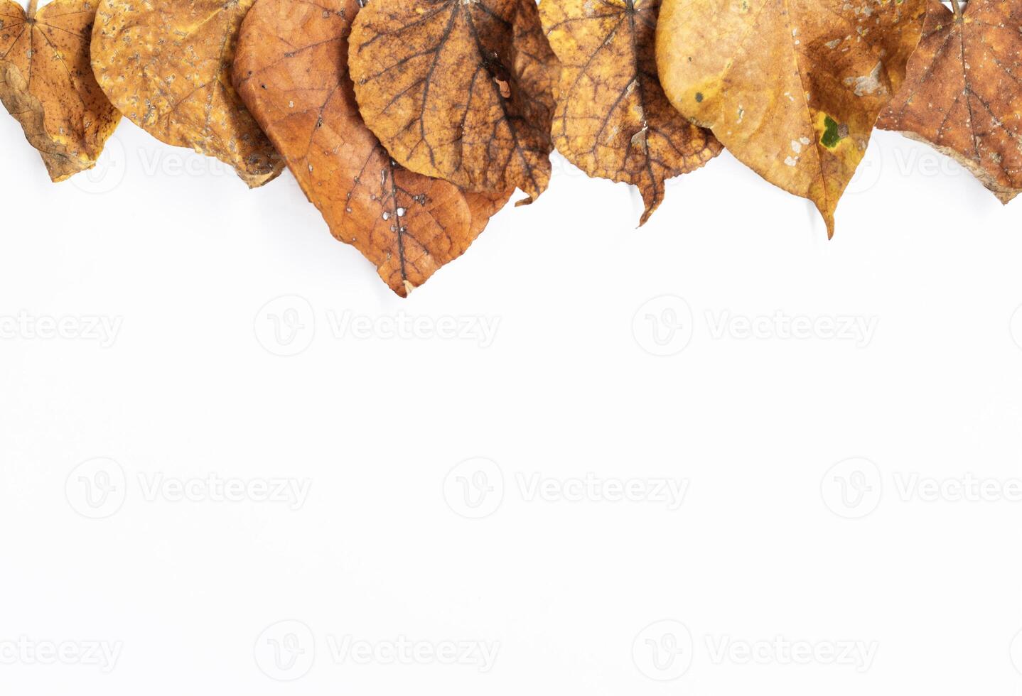Fall leaves on white background with copy space. Autumn flat lay concept. photo