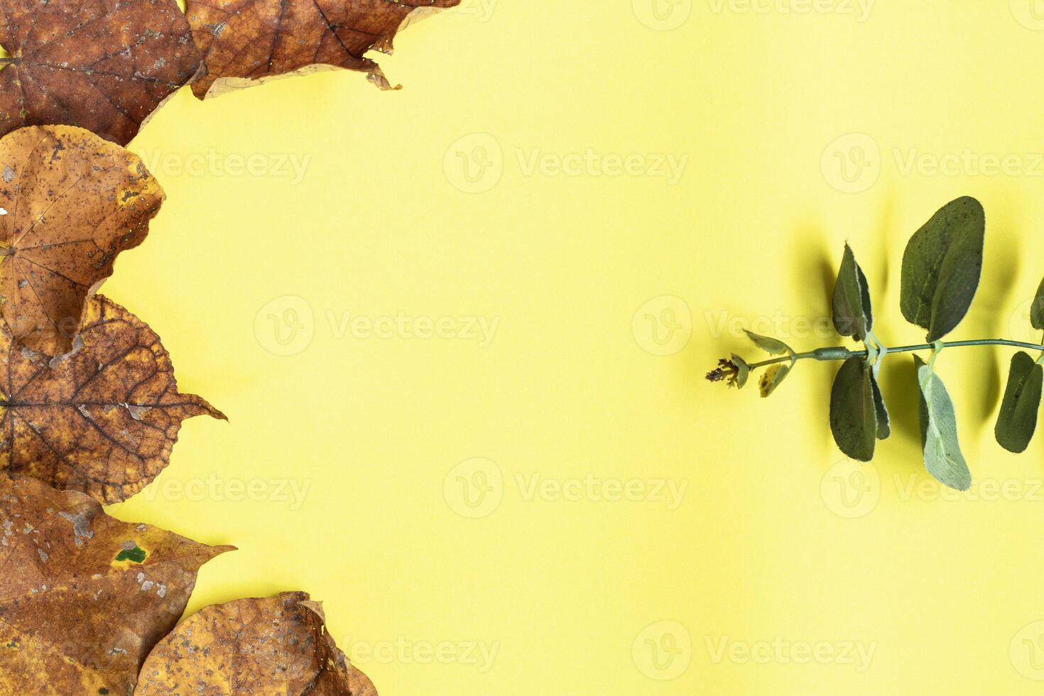 Dry autumn leaves falling from trees on yellow background. Creative autumn concept. Minimal natural setting with brown and gold maple leaves. photo