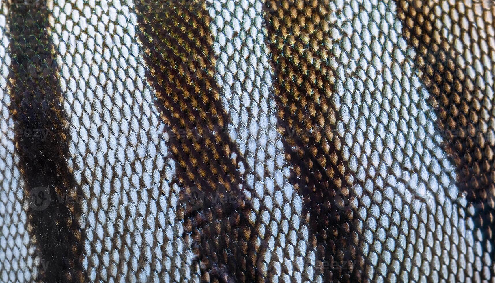 close-up of angelfish scales with contrasting black and silver striped texture in high detail photo