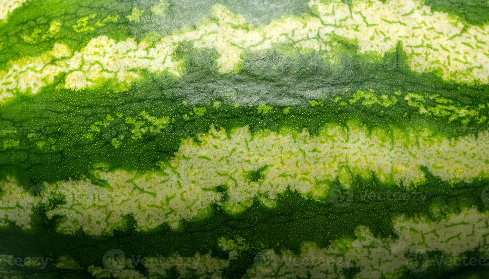 close-up of a watermelon rind with striped green and white patterns and textured surface photo