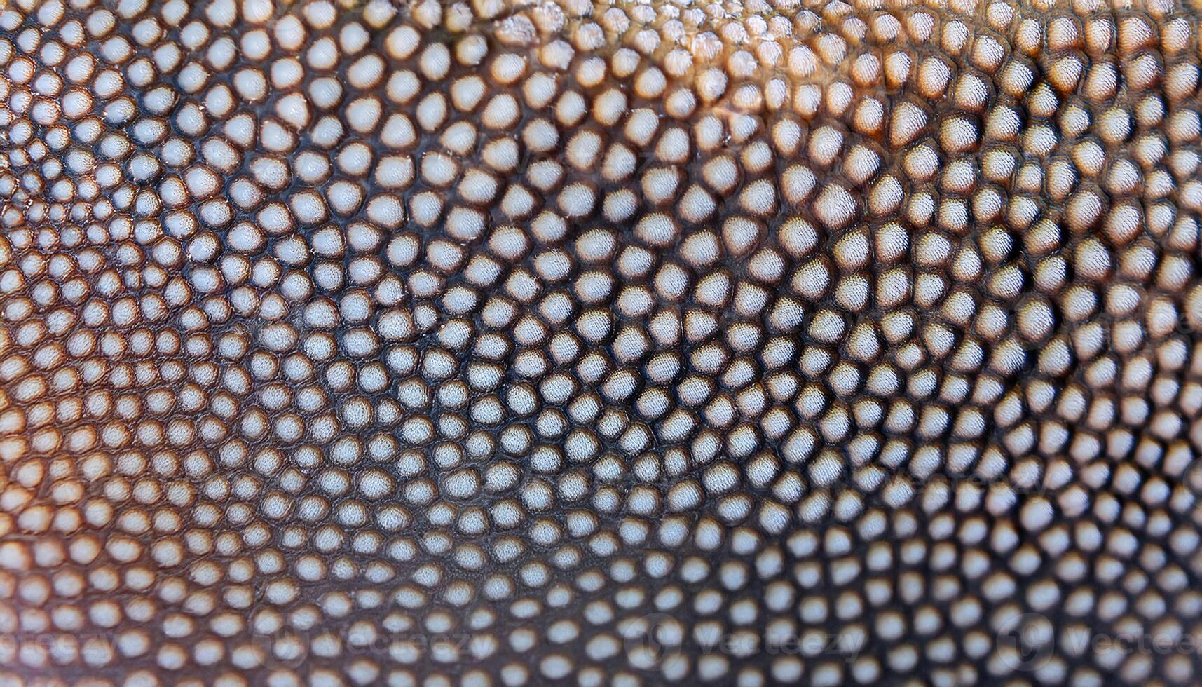 macro view of shark dermal denticles showcasing rough sandpaper-like texture and intricate pattern photo