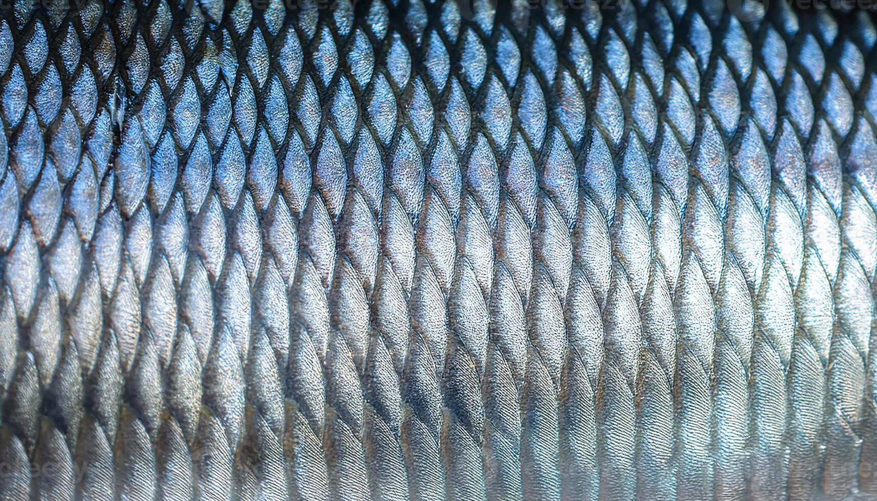 close-up of tarpon's reflective silver scales showcasing intricate patterns and blue metallic hues photo