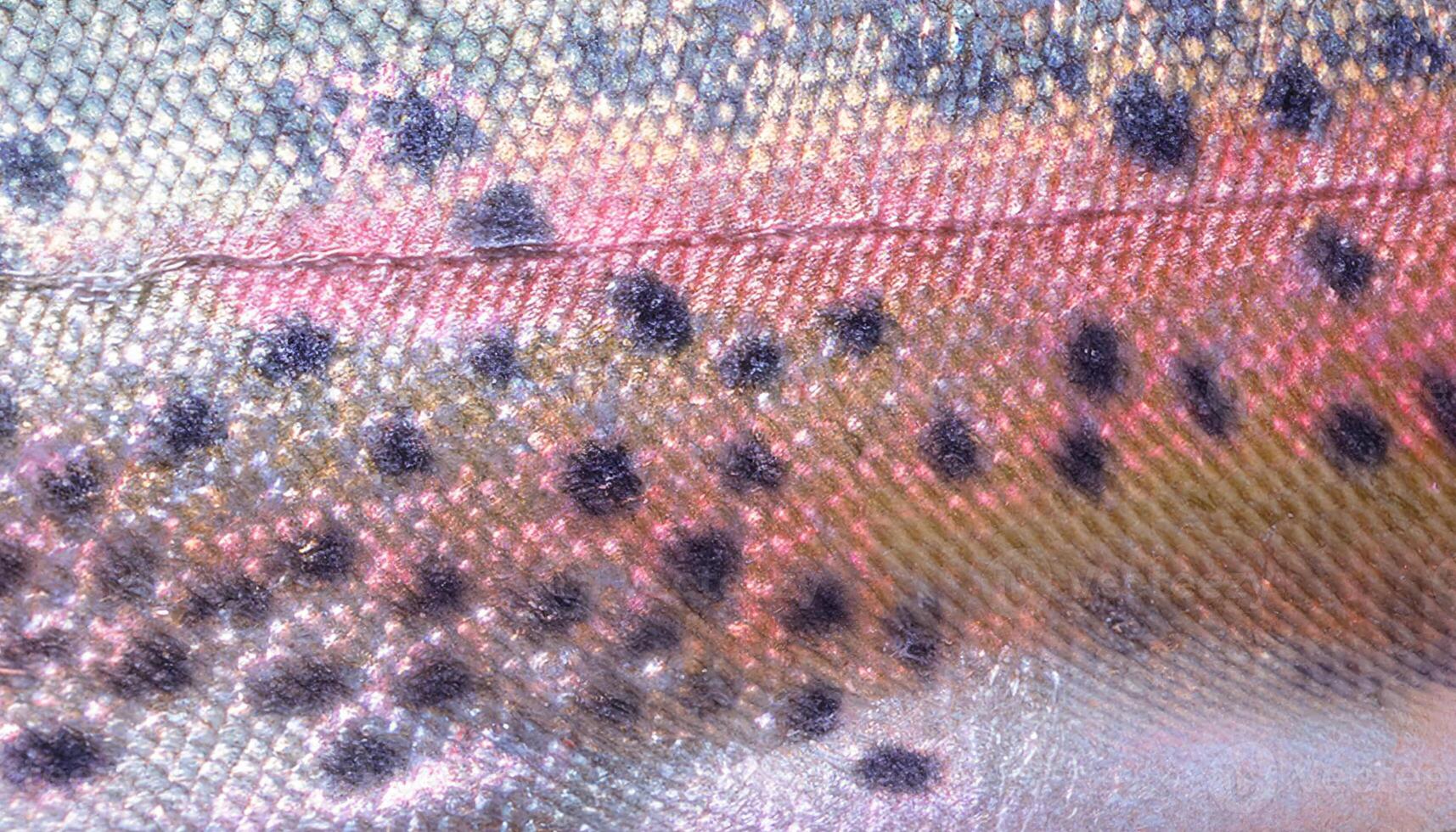 close-up of trout skin highlighting iridescent pink stripe with black spots and silver background in macro detail photo