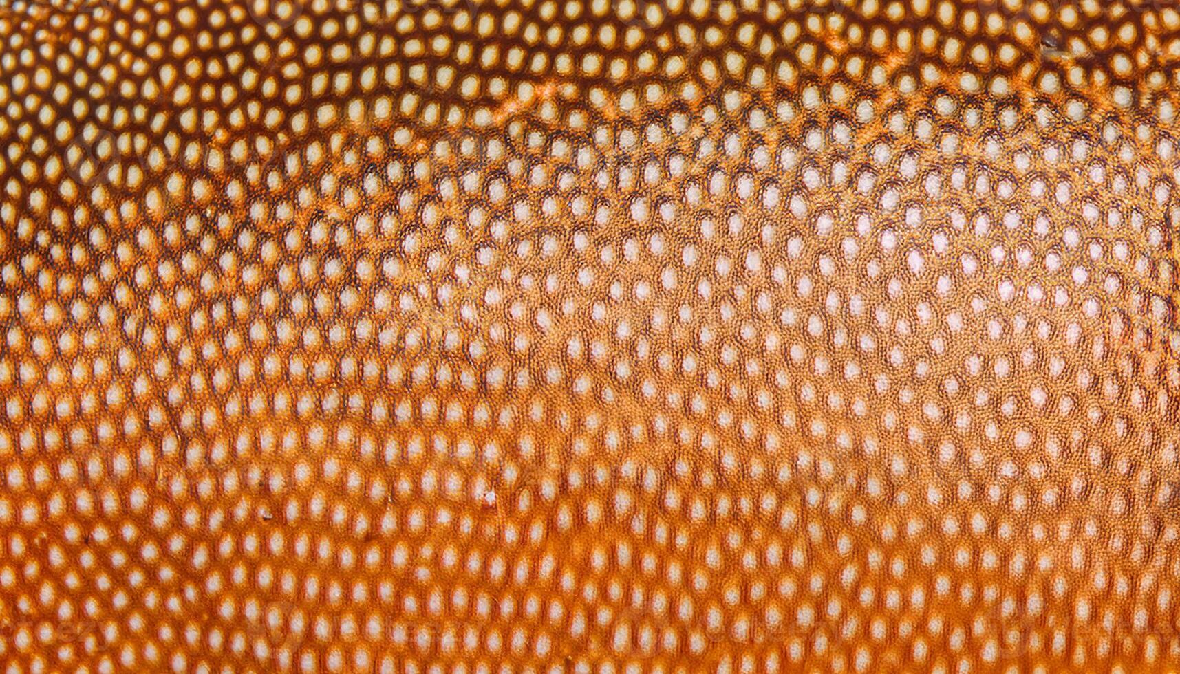 close-up of grouper fish skin showcasing intricate spotted brown and tan pattern with detailed textures photo