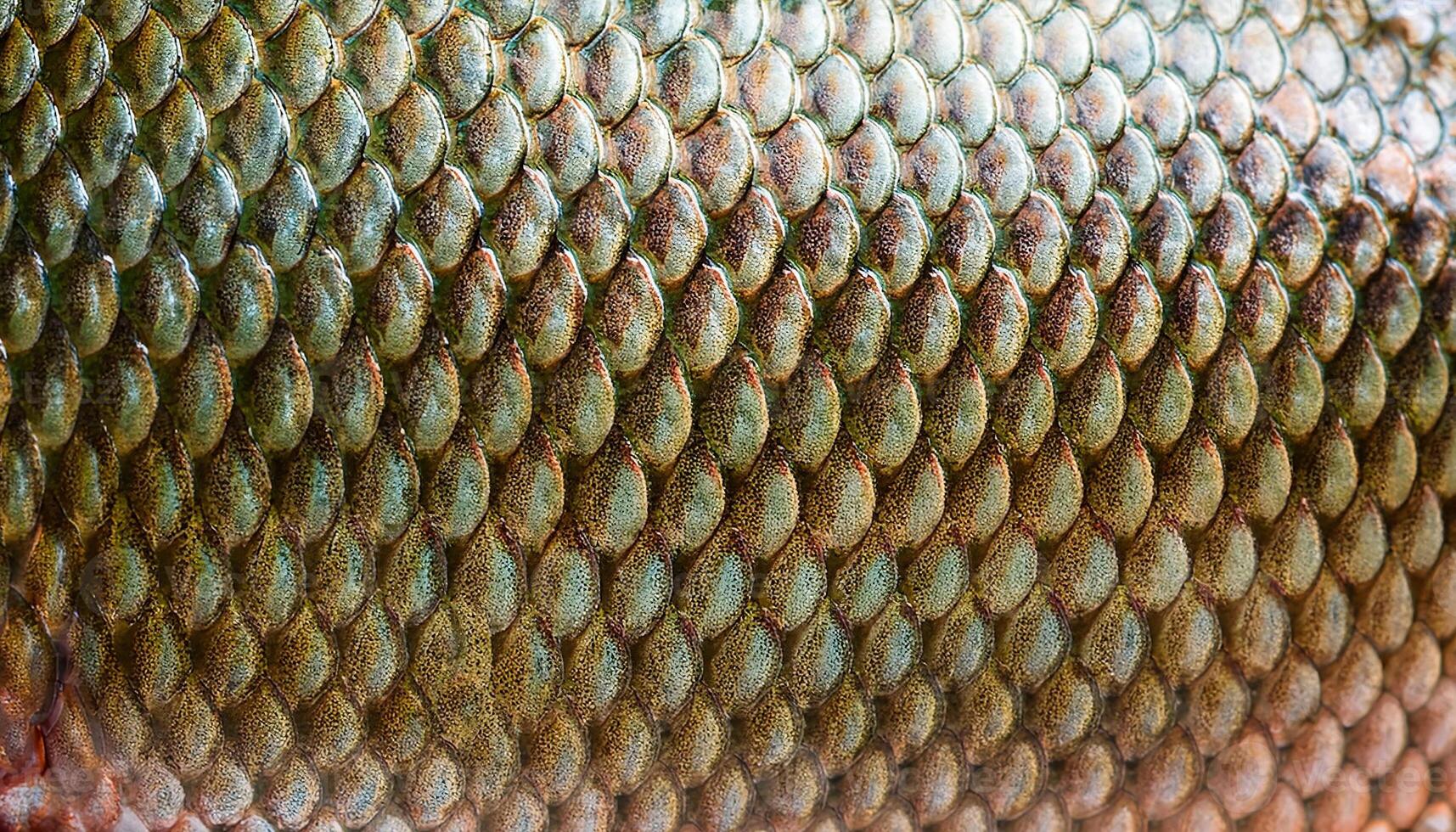 close-up of tilapia scales showcasing earthy brown and green tones with intricate textures in macro detail photo