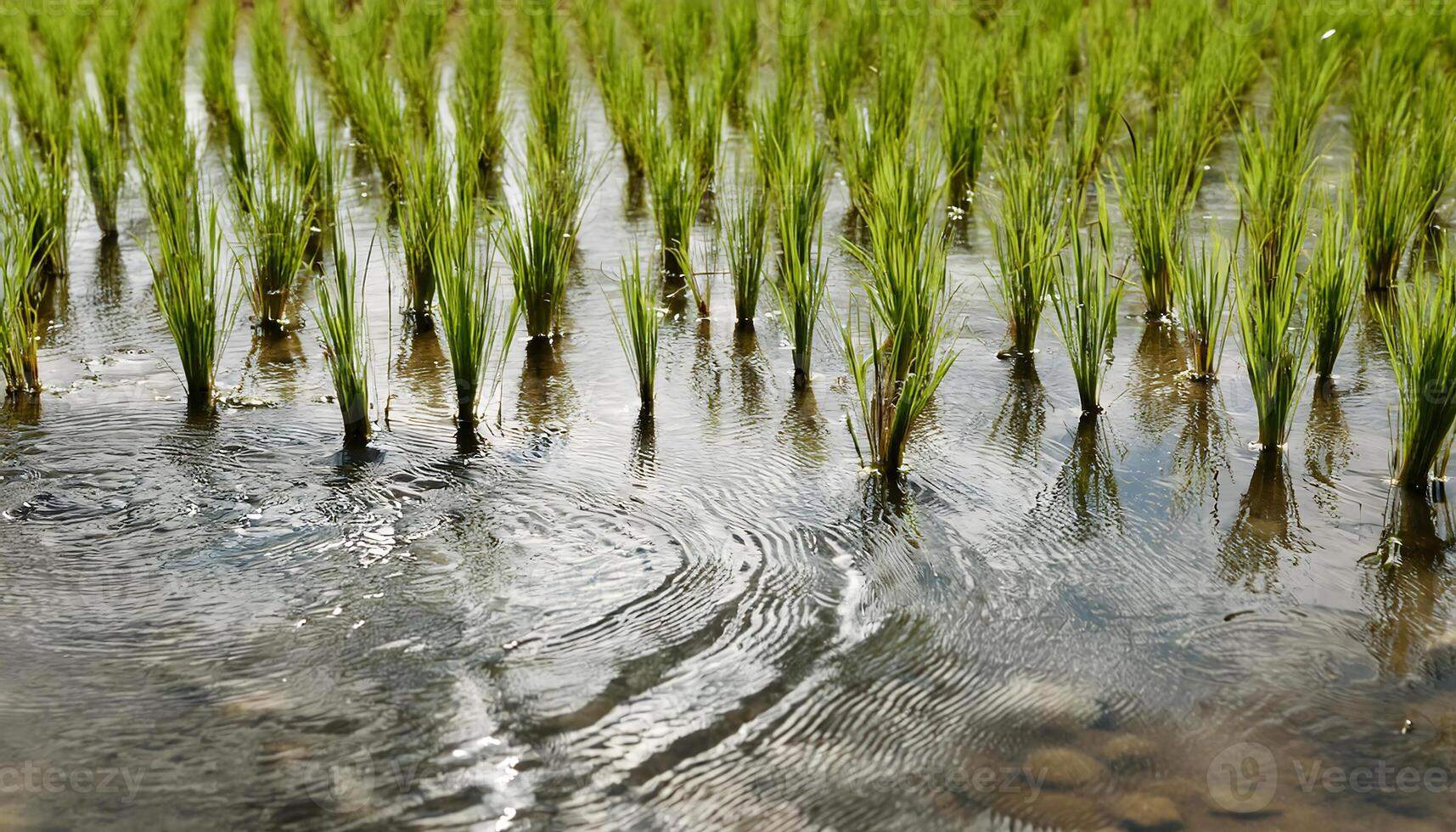 close-up of water rippling around freshly planted rice seedlings in a flooded paddy field with vibrant green shoots photo