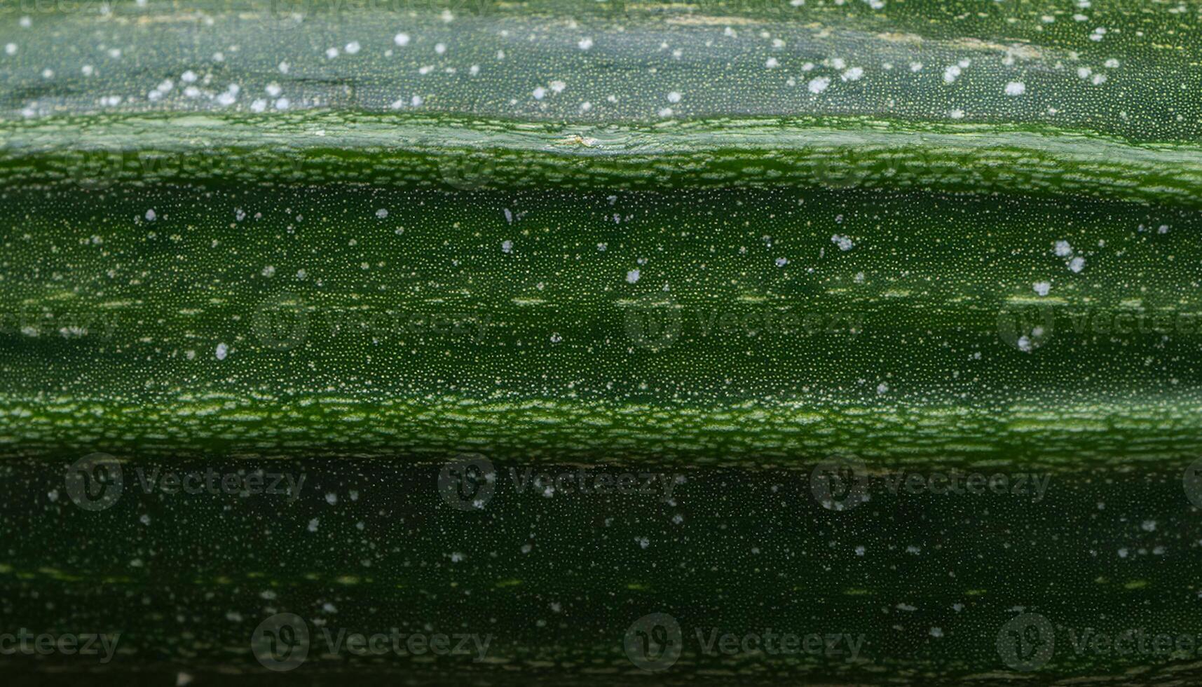 close-up of a zucchini peel featuring smooth dark green skin with subtle white specks and ridges photo