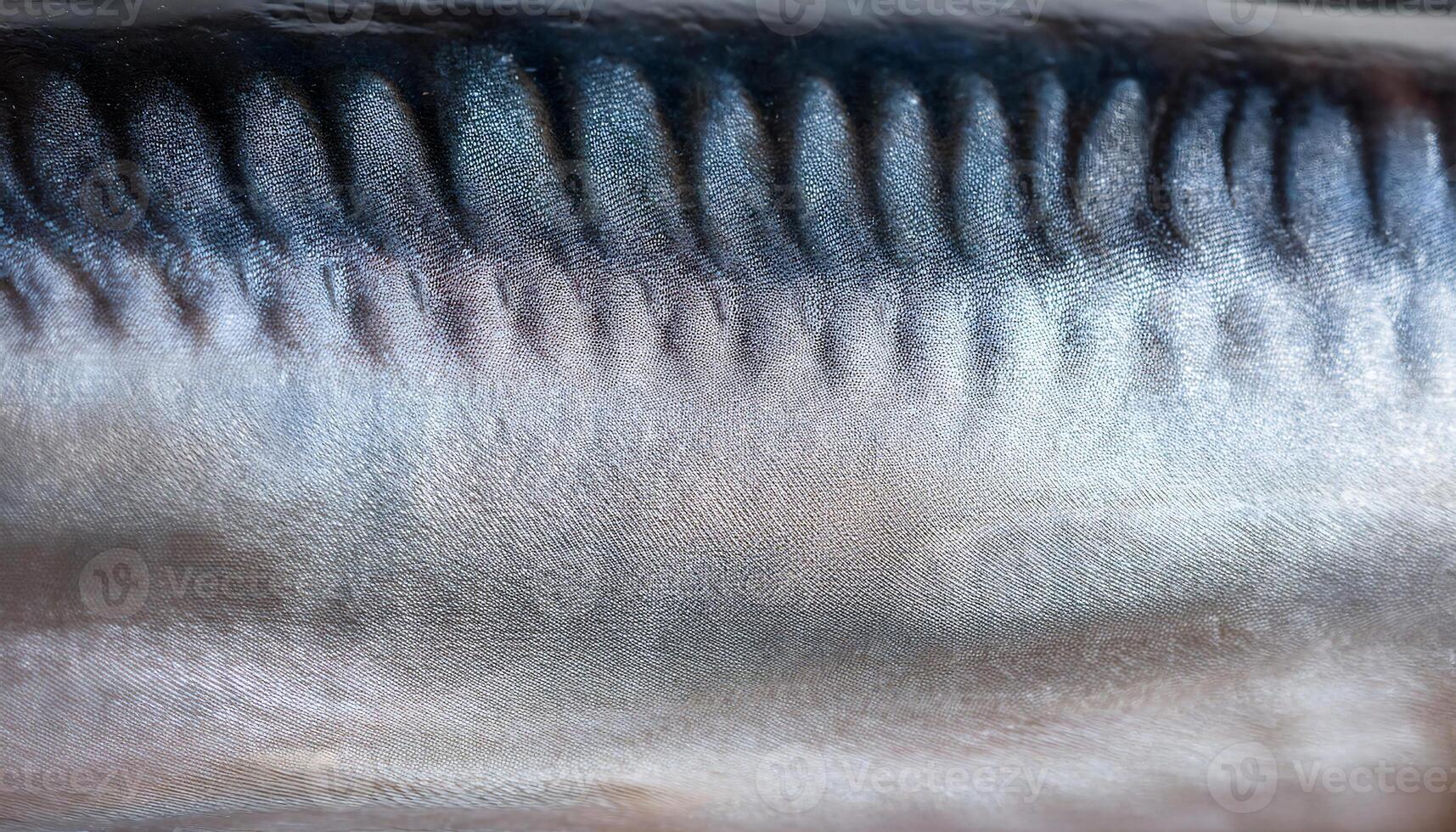 macro close-up of a swordfish's metallic skin highlighting its smooth texture and shimmering silver gradient photo