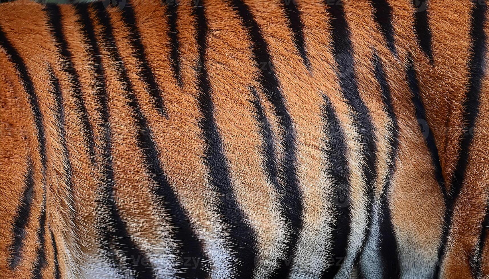 close-up texture of tiger fur with bold orange and black stripes in a natural pattern photo