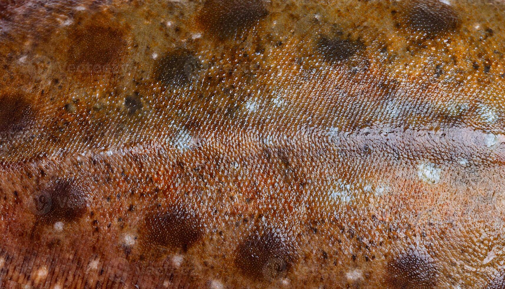 close-up of flounder skin showcasing spotted and marbled patterns with detailed textures photo