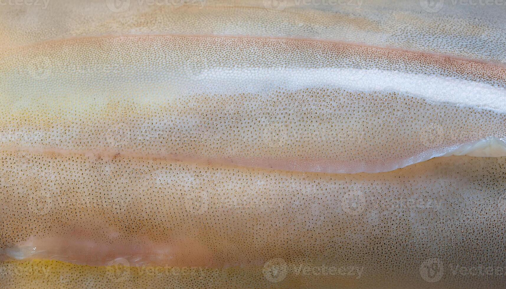 macro close-up of squid skin texture showcasing its soft, translucent surface with faint iridescent details photo