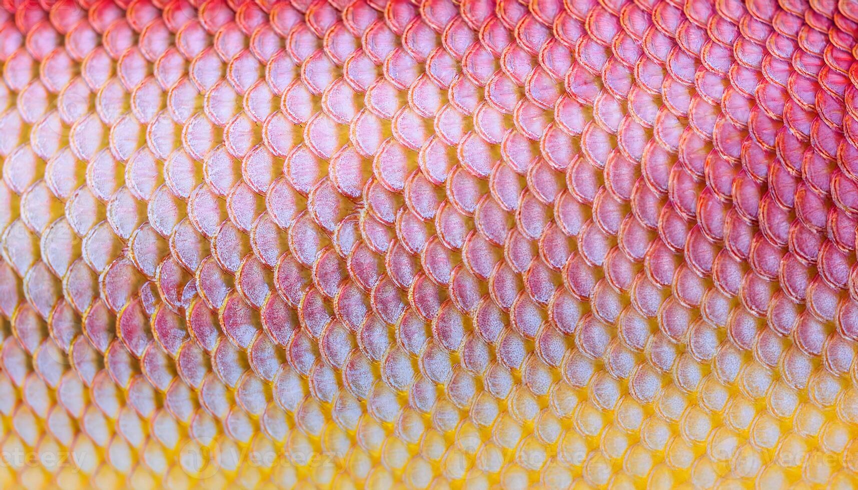 macro view of snapper fish scales showcasing intricate overlapping patterns with pink and yellow tones photo